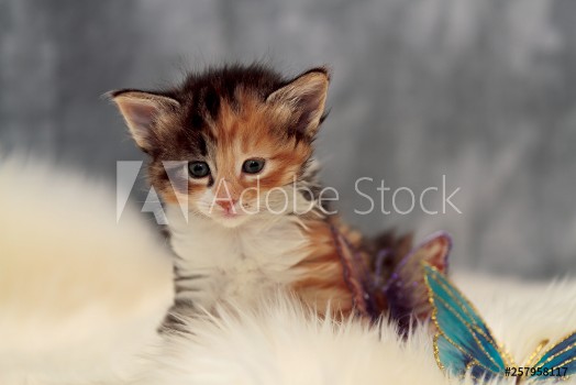 Picture of Sweet norwegian forest cat kitten sitting on sheep skin in studio portrait